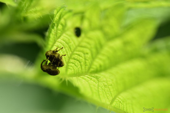 Tamron SP AF 60mm F2 Di II LD Macro galerie 10