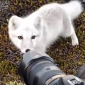 Video: Divoká liška se vydala zblízka prozkoumat fotoaparát